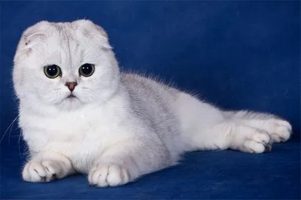 Cat rasa pug ajutajului