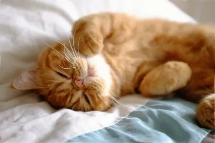 Cat rasa pug ajutajului Cat rasa pug ajutajului
