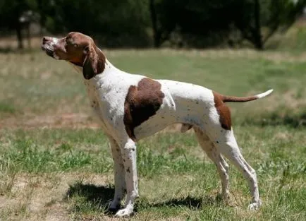 câine pointer