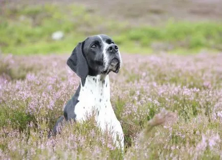 câine pointer