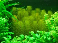 Cum de a planta plantele din acvariu Cum de a planta plantele din acvariu