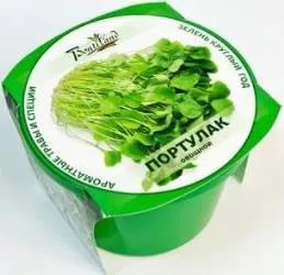 Purslane terry în creștere Purslane terry în creștere