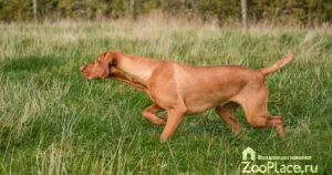 câine pointer câine pointer