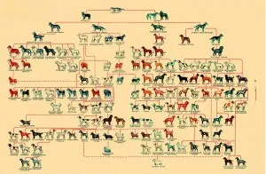 Liste de rase de câini Liste de rase de câini