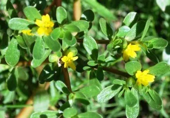Purslane terry în creștere Purslane terry în creștere