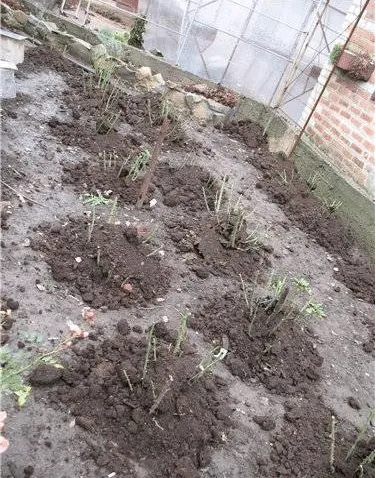 Cum să aibă grijă de trandafir cret Cum să aibă grijă de trandafir cret