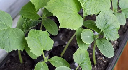 Calendarul lunar pentru plantare castraveți Calendarul lunar pentru plantare castraveți