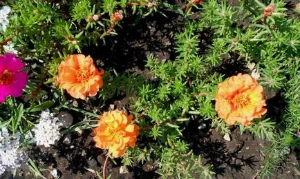 Purslane terry în creștere