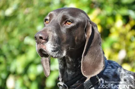 câine pointer câine pointer