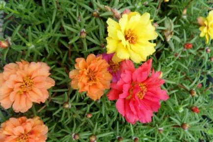 Purslane terry în creștere Purslane terry în creștere