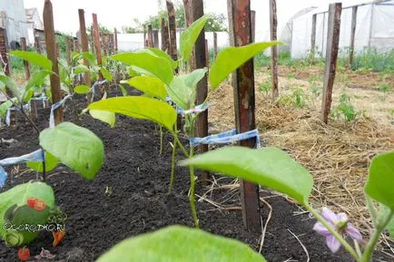 Cum de a planta vinete