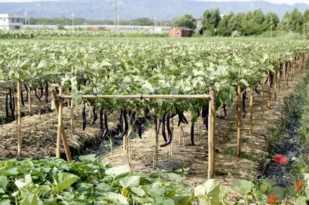 Cum de a planta vinete