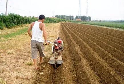 Cum să planteze cartofi în motor bloc