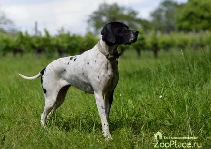 câine pointer câine pointer