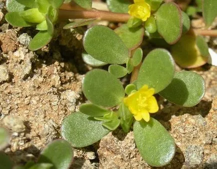 Purslane terry în creștere Purslane terry în creștere