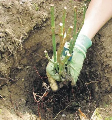 Cum să aibă grijă de trandafir cret Cum să aibă grijă de trandafir cret