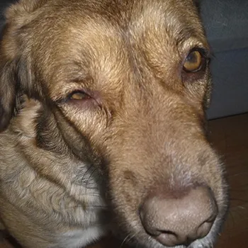 Ce să fac atunci când câinele bolnav Ce să fac atunci când câinele bolnav