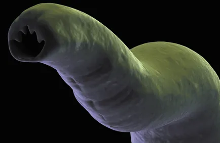 Simptomele de viermi intestinali la pisici Simptomele de viermi intestinali la pisici