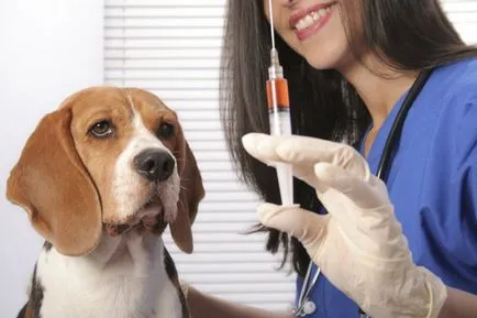 Vaccinările pentru câini care au Vaccinările pentru câini care au