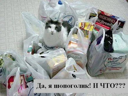 Pisicile cu pisici inscripții