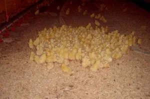 Cum să crească pui la domiciliu