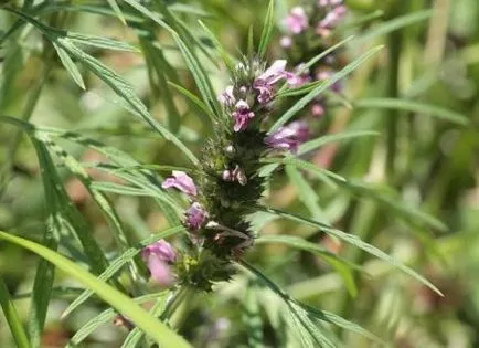 Cum de a da copilului tau motherwort