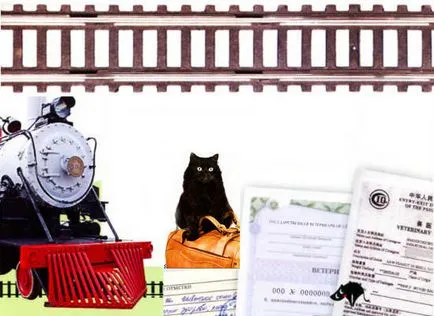 Ce transporta pisica