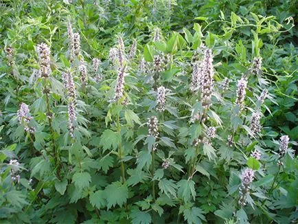 Cum de a da copilului tau motherwort