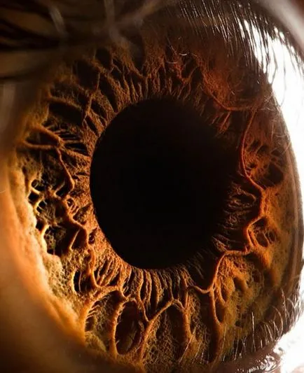 Ce este iris
