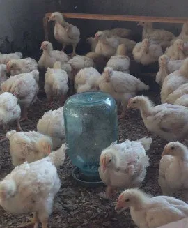 Cum să crească pui la domiciliu Cum să crească pui la domiciliu