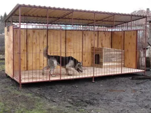 Cum de a rasa caini Cum de a rasa caini