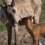 Horn Dog