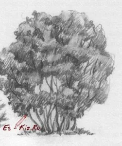 Cum de a desena un creion Bush Cum de a desena un creion Bush