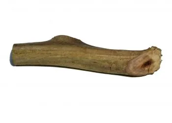 Horn Dog Horn Dog