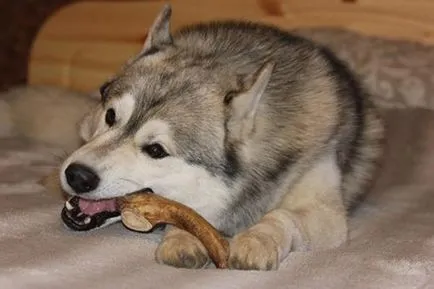 Horn Dog