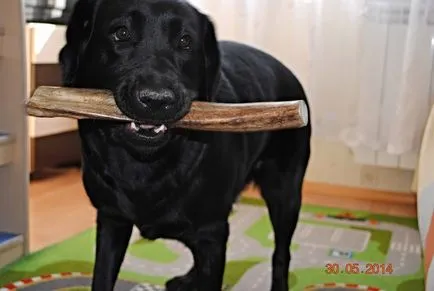 Horn Dog