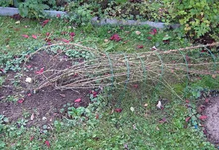 Cum să aibă grijă de trandafir cret Cum să aibă grijă de trandafir cret