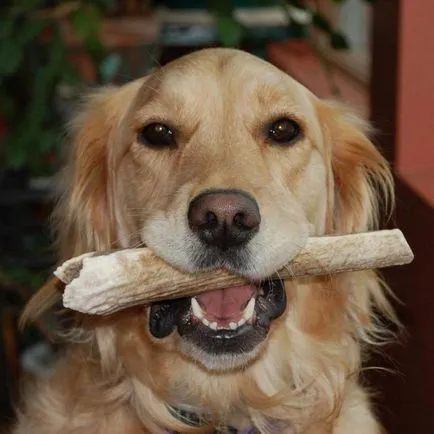 Horn Dog Horn Dog