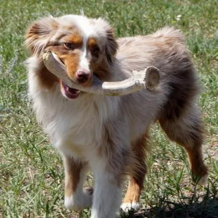 Horn Dog Horn Dog