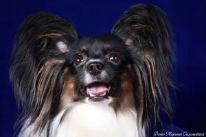 Papillon (câine) - descriere, poze, pret, îngrijire și întreținere, „da laba“