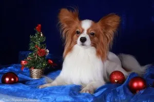 Papillon (câine) - descriere, poze, pret, îngrijire și întreținere, „da laba“