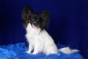 Papillon (câine) - descriere, poze, pret, îngrijire și întreținere, „da laba“
