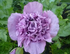 Papaver - tot mai mare de semințe, de plantare și îngrijire în câmp deschis