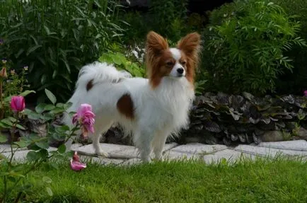 Papillon (câine) - descriere, poze, pret, îngrijire și întreținere, „da laba“