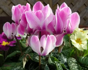Cyclamen din semințe de la domiciliu