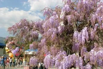 Ca creștere Wisteria