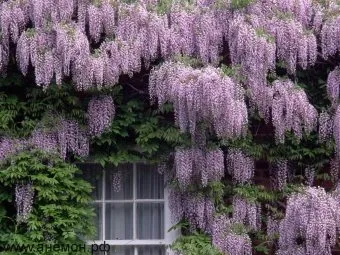 Ca creștere Wisteria