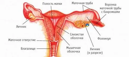 Toate ureaplasmosis tratament Toate ureaplasmosis tratament
