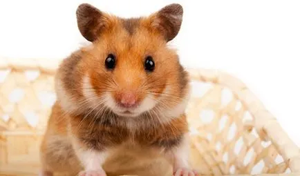 Feedul hamsteri sirieni
