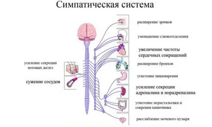 Sistemul nervos simpatic este ceea ce este